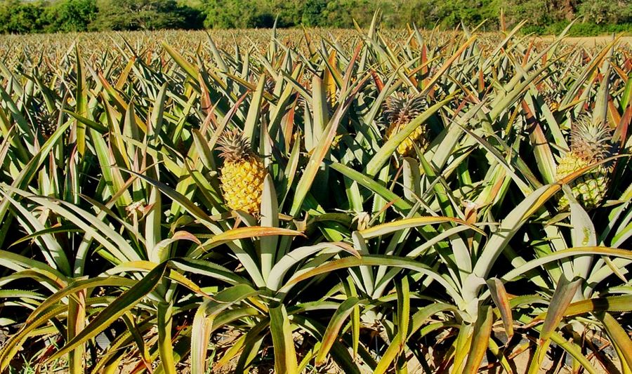 pineapple plantations